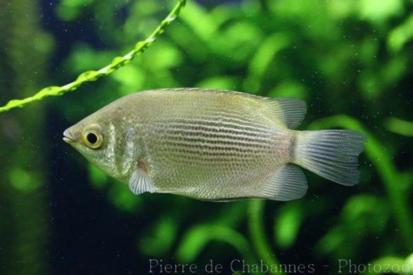 Kissing gourami
