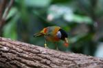 Silver-eared mesia