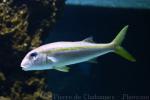 Yellow goatfish