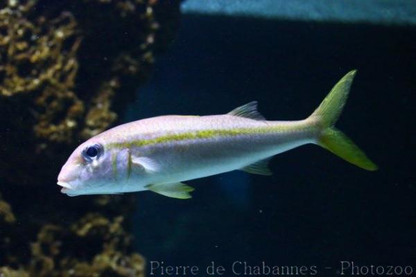 Yellow goatfish