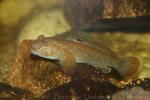 Round goby