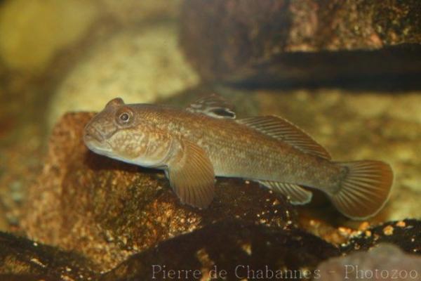 Round goby