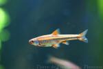 Rainbow shiner