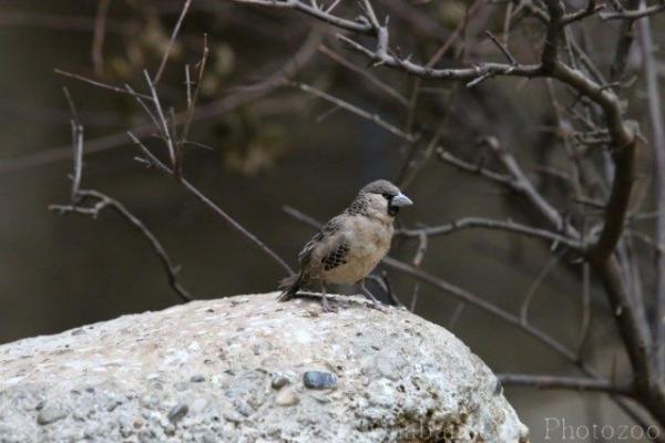 Sociable weaver