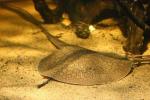 Dwarf antenna ray