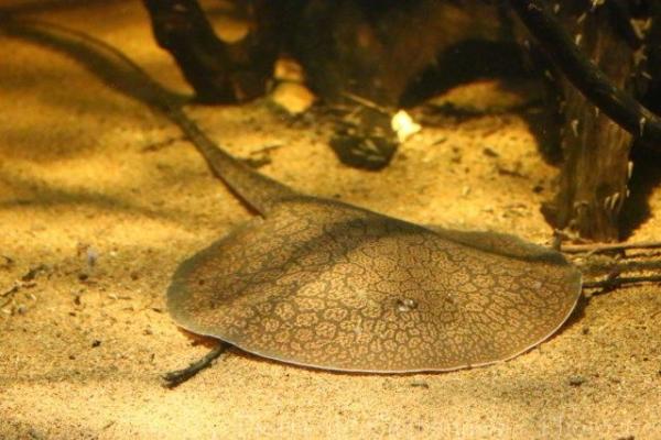 Dwarf antenna ray