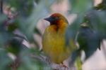 Cape weaver