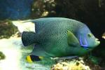 Semicircle angelfish