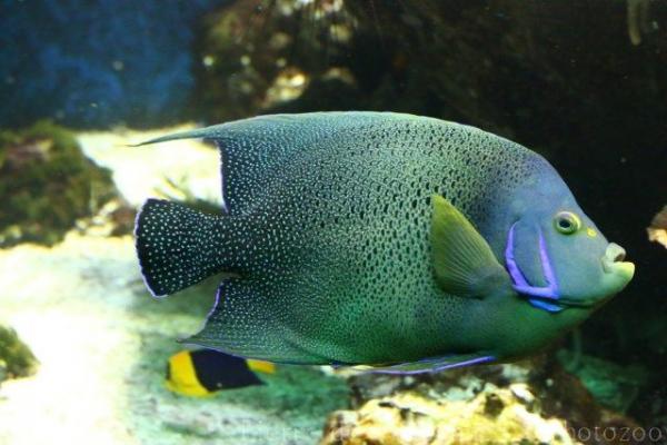 Semicircle angelfish