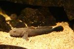 Bighead goby