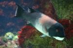 California sheephead