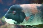 California sheephead