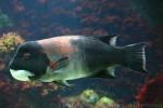 California sheephead