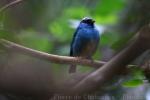 Golden-naped tanager