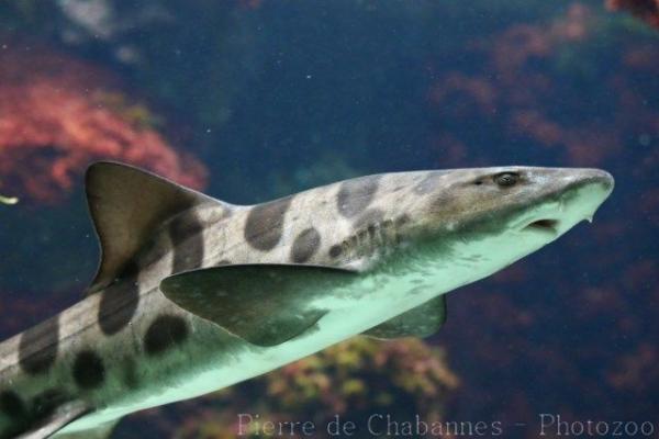 Leopard shark