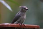 Blue-naped mousebird