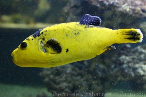 Guineafowl puffer