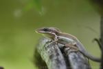 Monte Cristi anole