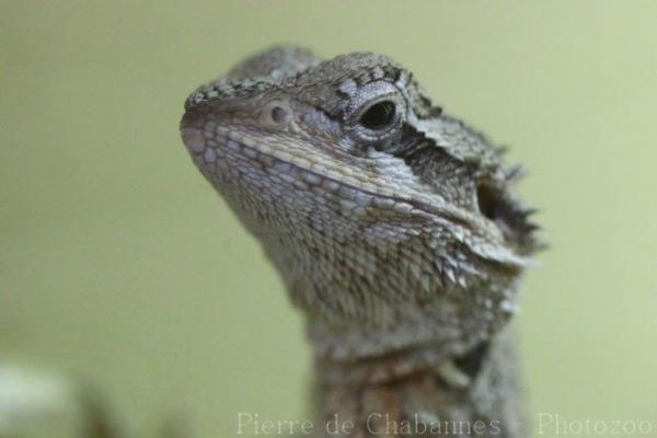 Western bearded dragon