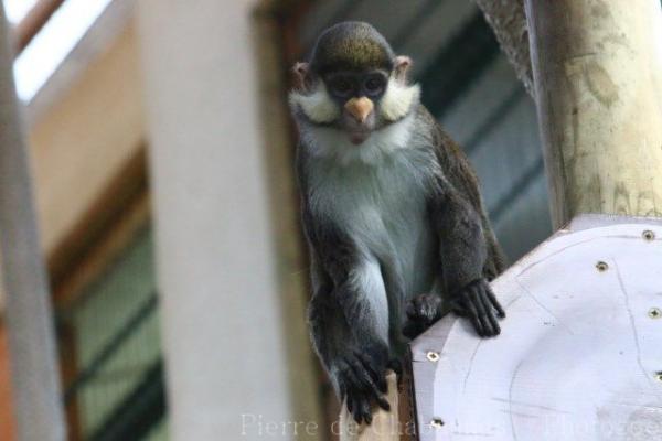 Yellow-nosed red-tailed monkey