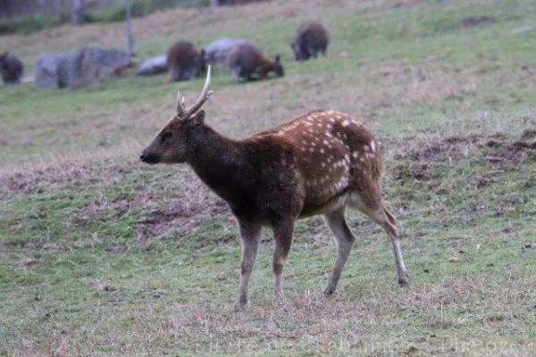 Visayan spotted deer