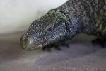 Crocodile monitor