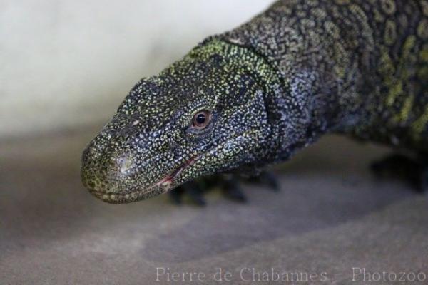 Crocodile monitor