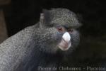 Putty-nosed monkey