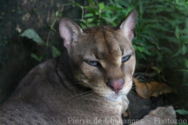 African golden cat