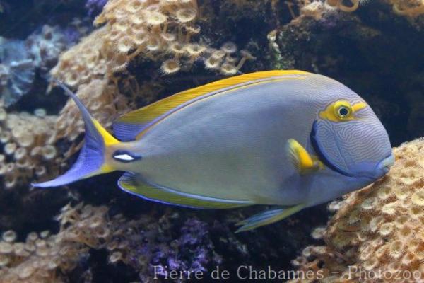 Eyestripe surgeonfish