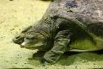 Florida softshell turtle