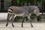 Hartmann's mountain zebra