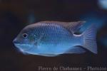 Mamfe tilapia