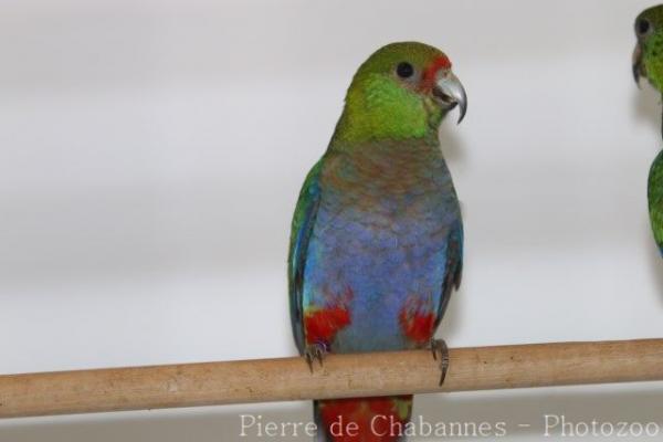 Red-capped parrot