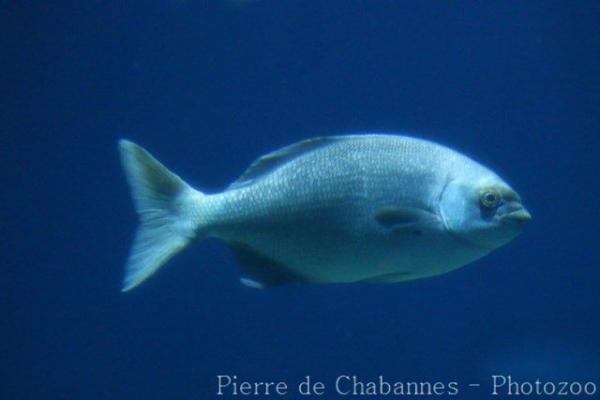 Bermuda sea chub