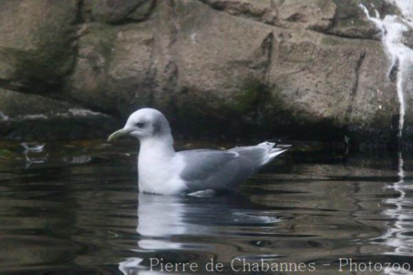 Black-legged kittiwake