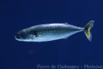 Atlantic mackerel