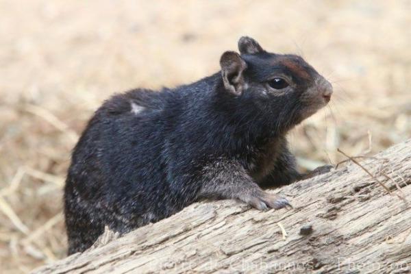 Rock squirrel