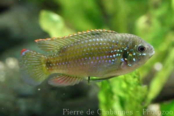 Thomas' butterfly cichlid