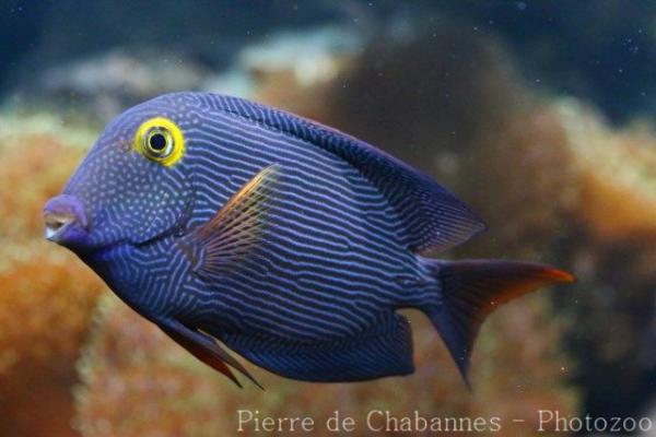 Spotted surgeonfish