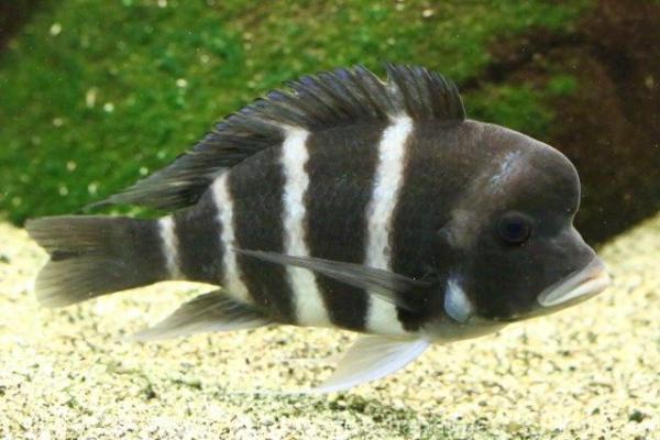 Frontosa cichlid