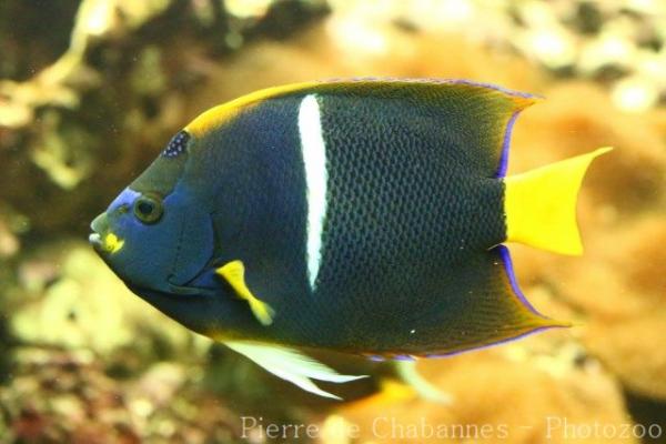 King angelfish