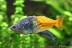 Boeseman's rainbowfish