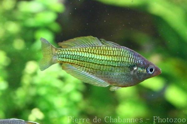 Fly River rainbowfish