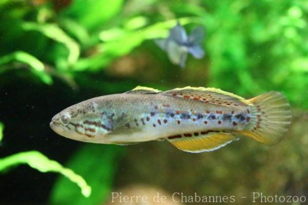 Northern purple-spotted gudgeon