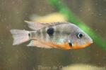 Firemouth cichlid