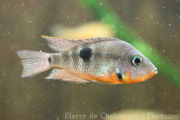 Firemouth cichlid