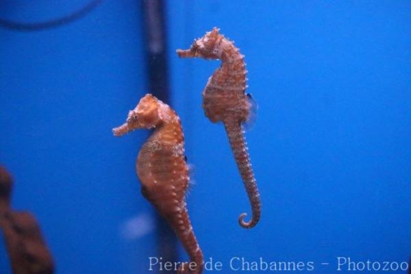 Lined seahorse