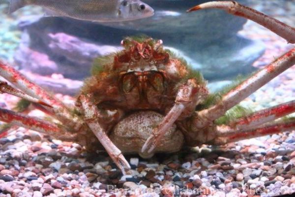 Japanese spider crab