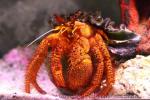 White-spotted hermit-crab